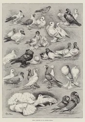 Some Varieties of the Modern Pigeon